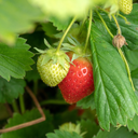 [FRAIBERRBASK20] Balconniere Fraise Berry Basket