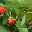 [FRAIBERRBASKSAC] Sac Fraise Berry Basket