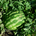 [MELOSOLI6] Melon D'Eau Solitaire (6 pouces)