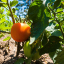 [TOMAGOLDJAUN6] Tomate Gold Medal (6 pouces)