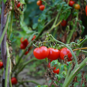 [TOMALITTROUG6] Tomate Little Bing (6 pouces)