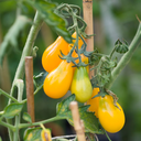 [TOMAPOIRROUG4.5] Tomate Poire (Rouge)