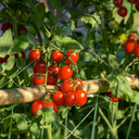 [TOMATUTTIROUG4.5] Tomate Tutti Frutti Melon D'Eau (4.5 pouces)