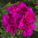 [GERACALLVIOL4] Geranium Calliope Medium (Violet)