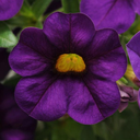 [CALIPURP4] Calibrachoa (Purple)