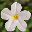 [PETUITSYBLAN4] Petunia Hybride Itsy (White)