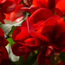[BEGOADORVELV4] Begonia Adora (Velvet red)