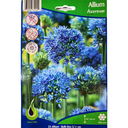 Bulbes : Allium - Azureum