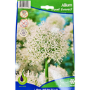 Bulbes : Allium - Mount Everest