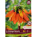 Bulbes :  Fritillaria - Orange Beauty - Crown Imperial