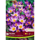 Bulbes : Crocus - Tricolor - Botanique