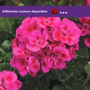[GERAFANTDARK4.5] Geranium Fantasia (Dark violet)