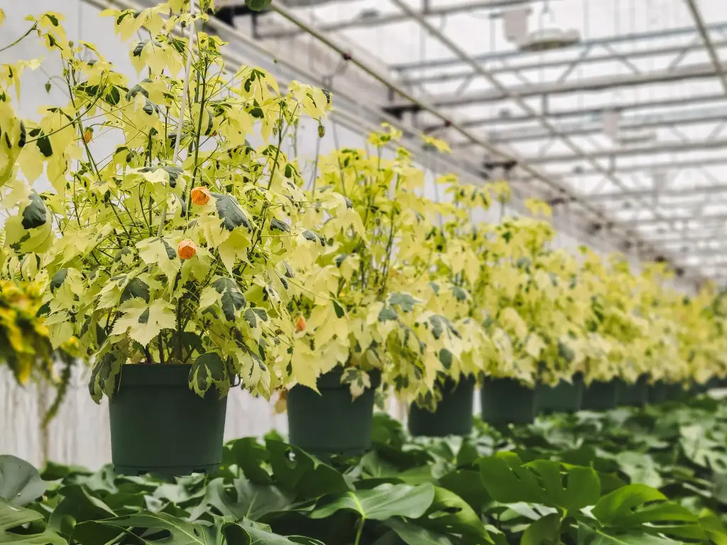 La plante à 10$ du 19 janvier 2026 :  Abutilon variegata