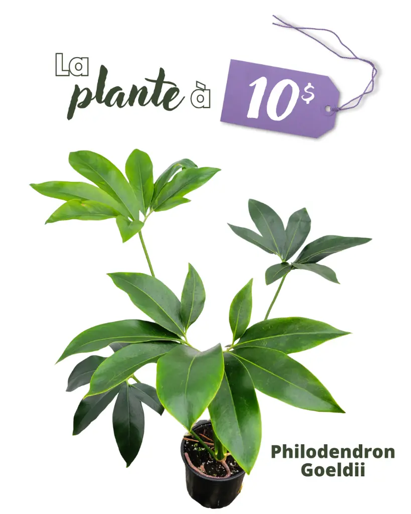 La plante à 10$ du 12 janvier 2026 :  Philodendron goeldii et Pluto