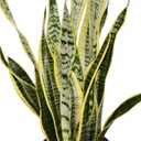 [Sanslaur10] Sansevieria trifasciata laurentii