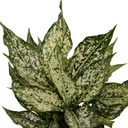 Aglaonema white dalmatian