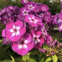 Phlox paniculata Laura ( 6 pouces)