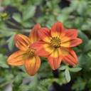 [BIDEBLAZGLORY4.5] Bidens blazing glory