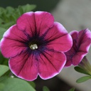 [PETUPASSIJNCH4.5] Petunia passion JNCH