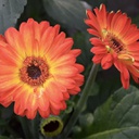 [GERBBICO6] Gerbera bicolor