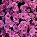 [CHRYAUTOPOUR9] Chrysanthème d'automne pourpre (9 pouces)