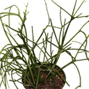 Euphorbia trucali (4 pouces)