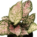 Aglaonema valentine