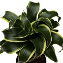 Dracaena florando