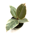 Ficus tineke (4 pouces)