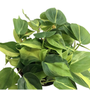 Philodendron brazil