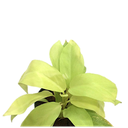 Philodendron lemon lime