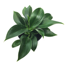 Philodendron mia