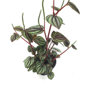 Peperomia picolo