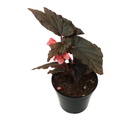 Begonia