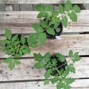 COMBO: Trio de tomates cerises (Petit)