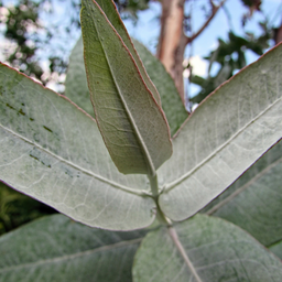 Eucalyptus Globulus (gommier bleu)