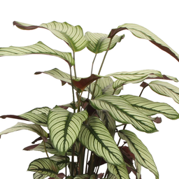 Calathea majestica White Star