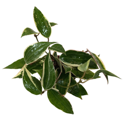 Hoya macrophila