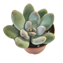 [SUCCSPP12.5] Echeveria spp1 (succulente)