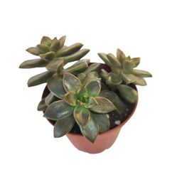 [SUCCSPP12.5] Echeveria spp1 (succulente)