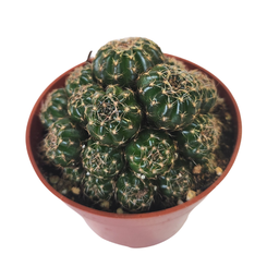 [CACTSPP24] Echinopsis spp2 (cactus)