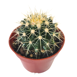 [CACTSPP24] Echinocactus grusonii spp2 (cactus)