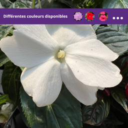 Impatiens Nouvelle-Guinee Color Power