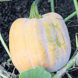 Courge Autumn Frost
