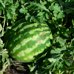 Melon D'Eau Solitaire