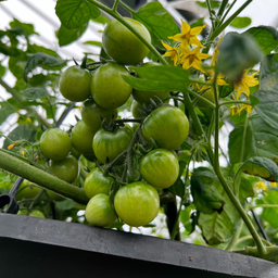 [TOMATUMBJAUNE15] Jardiniere Tomate Tumbling Tom jaune