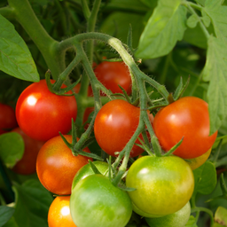 [TOMATUMBROUG15] Jardiniere Tomate Tumbler