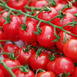 [TOMACHERRROUG15] Jardiniere Tomate Cherry Cascade