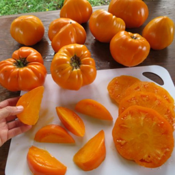 Semences tomate orange strawberry