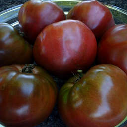 Semences tomate noire de Crimée